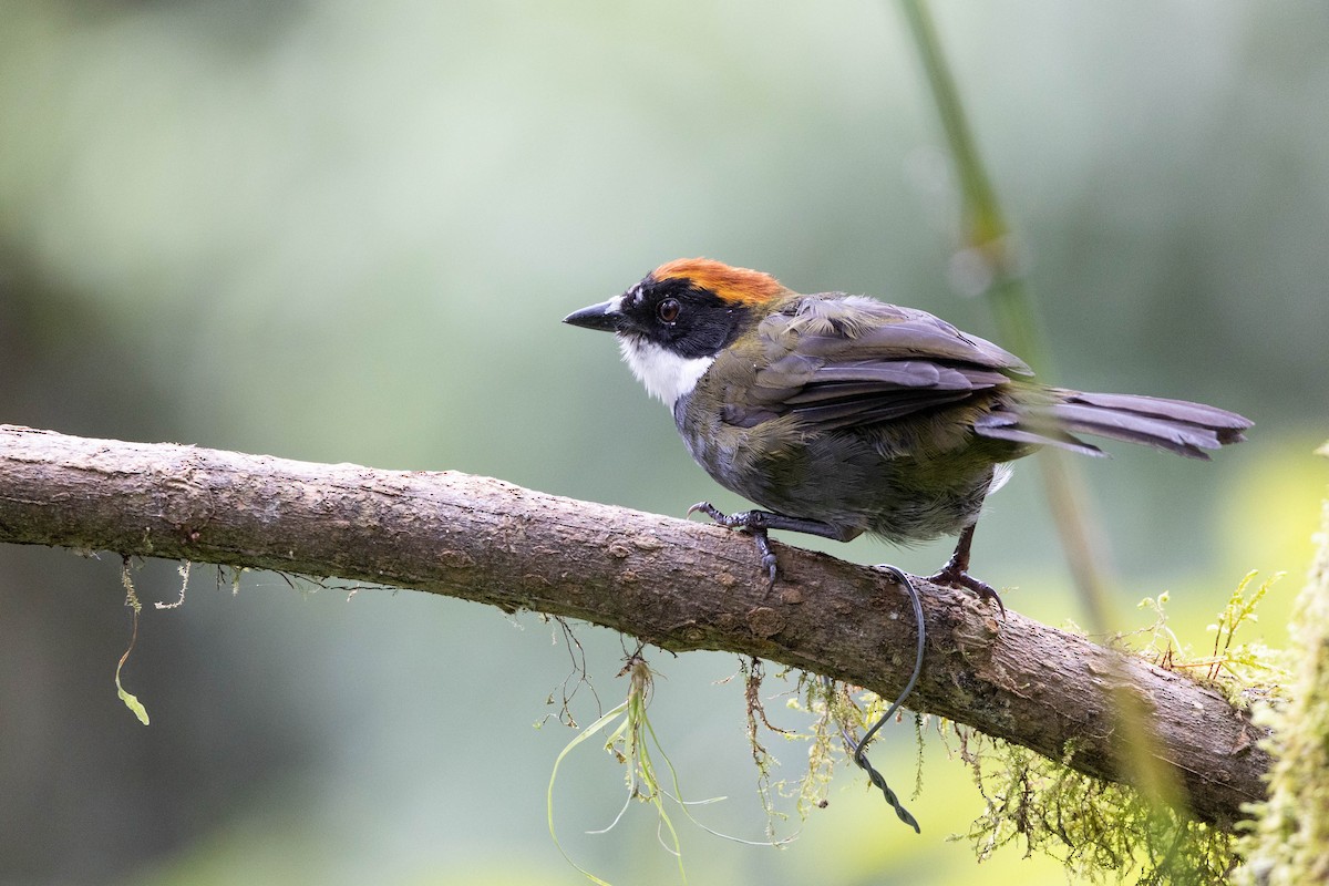 Chestnut-capped Brushfinch (Chestnut-capped) - Brennan Stokkermans