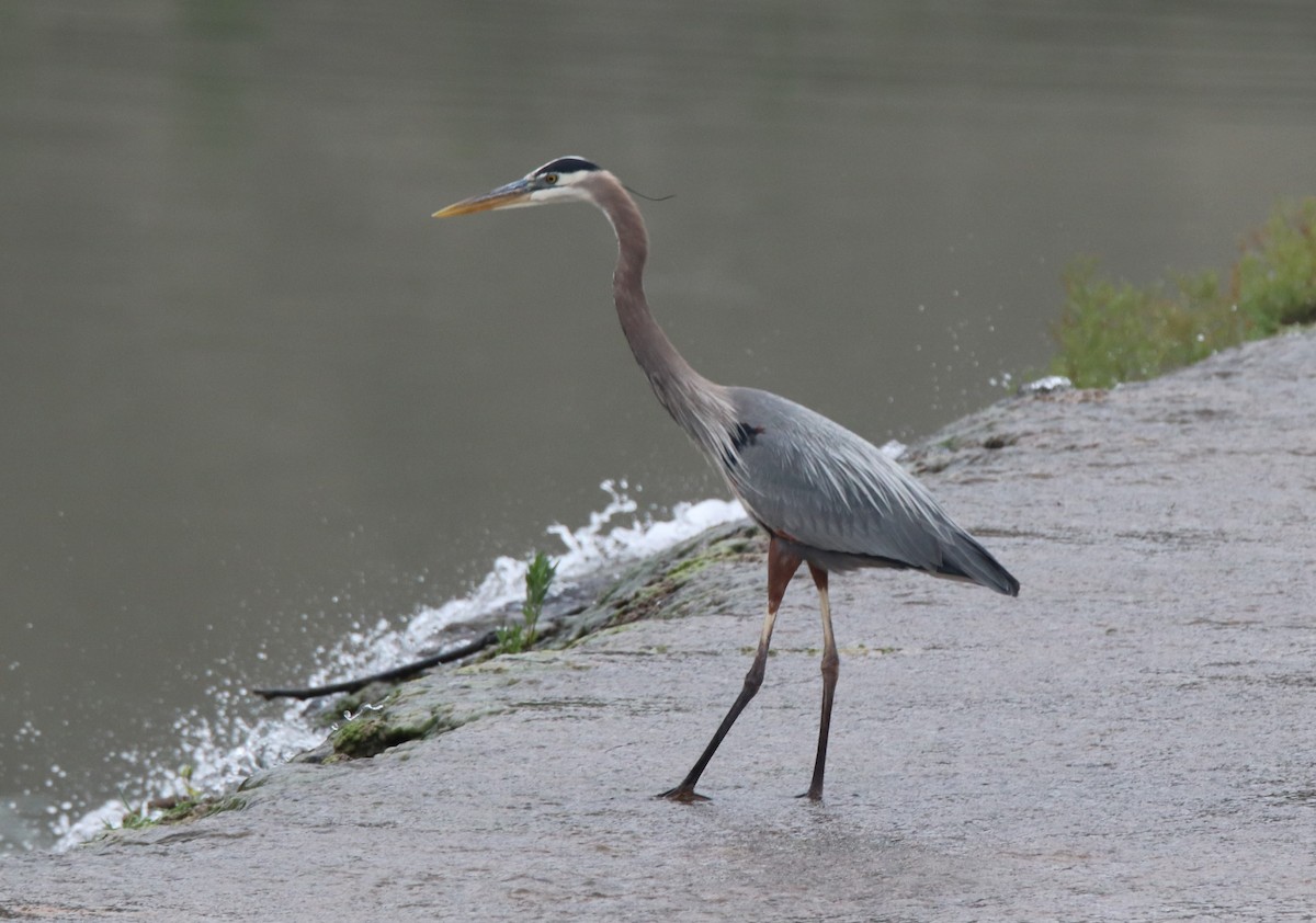 Great Blue Heron - Ruth King