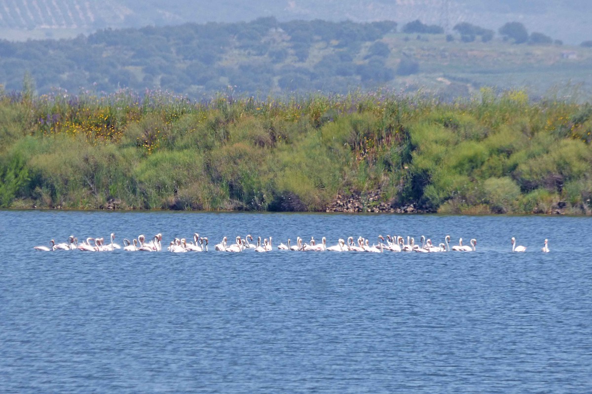 Greater Flamingo - Hugo Sánchez