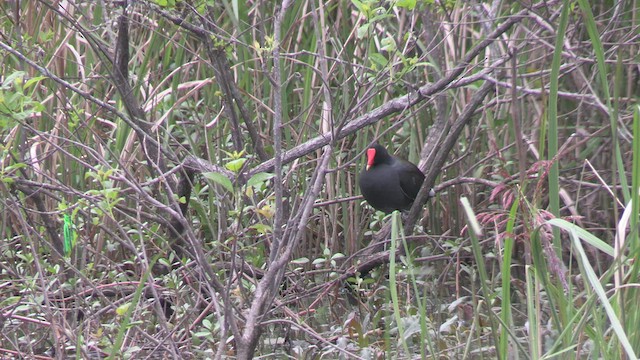 Common Gallinule - ML617431150