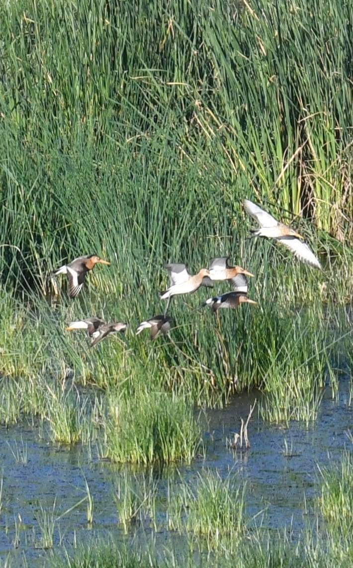 Black-tailed Godwit - ML617431152