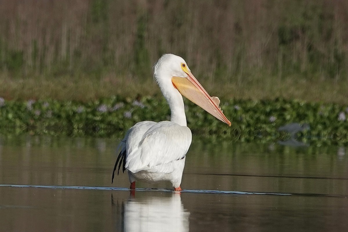 American White Pelican - ML617431161