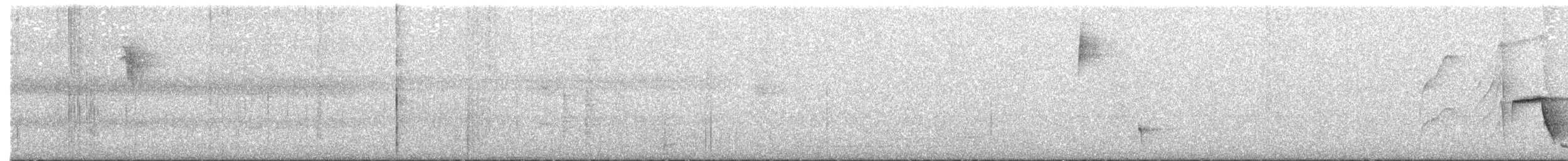 Поплітник білогорлий - ML617431187