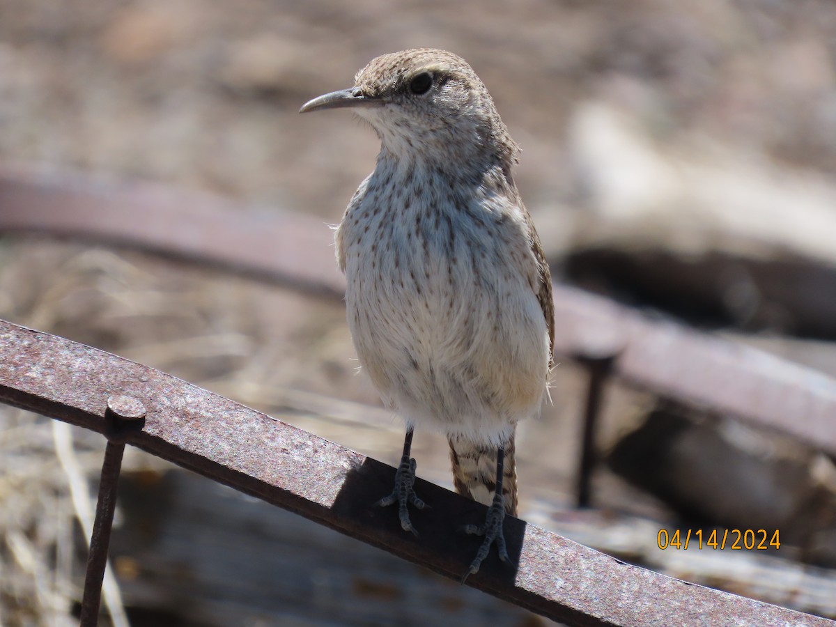 Rock Wren - Mart Westbrook