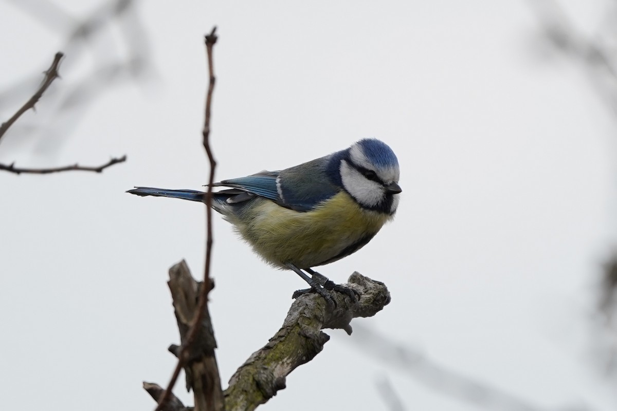 Eurasian Blue Tit - Michal Ostant