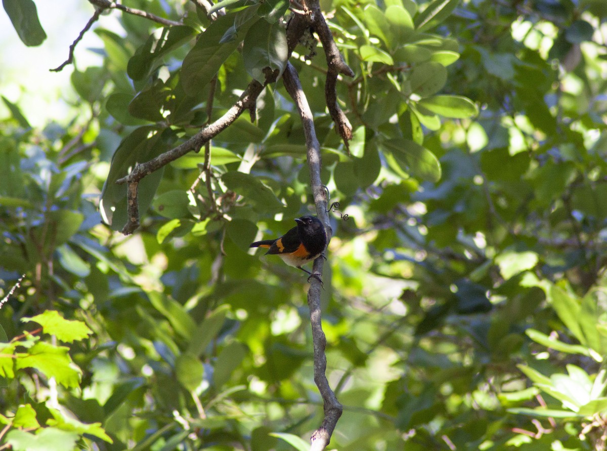 American Redstart - ML617431234