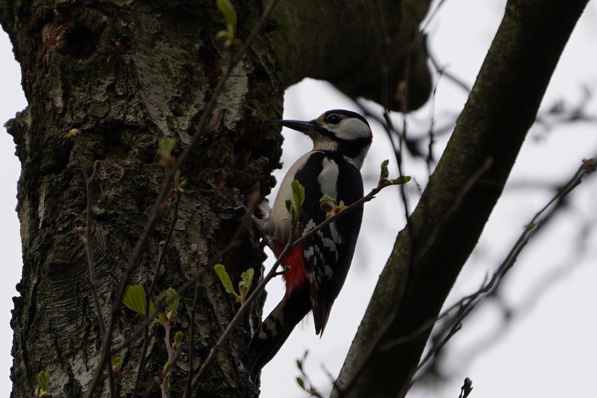 Great Spotted Woodpecker - ML617431240