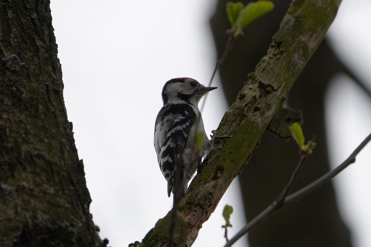 Lesser Spotted Woodpecker - ML617431243