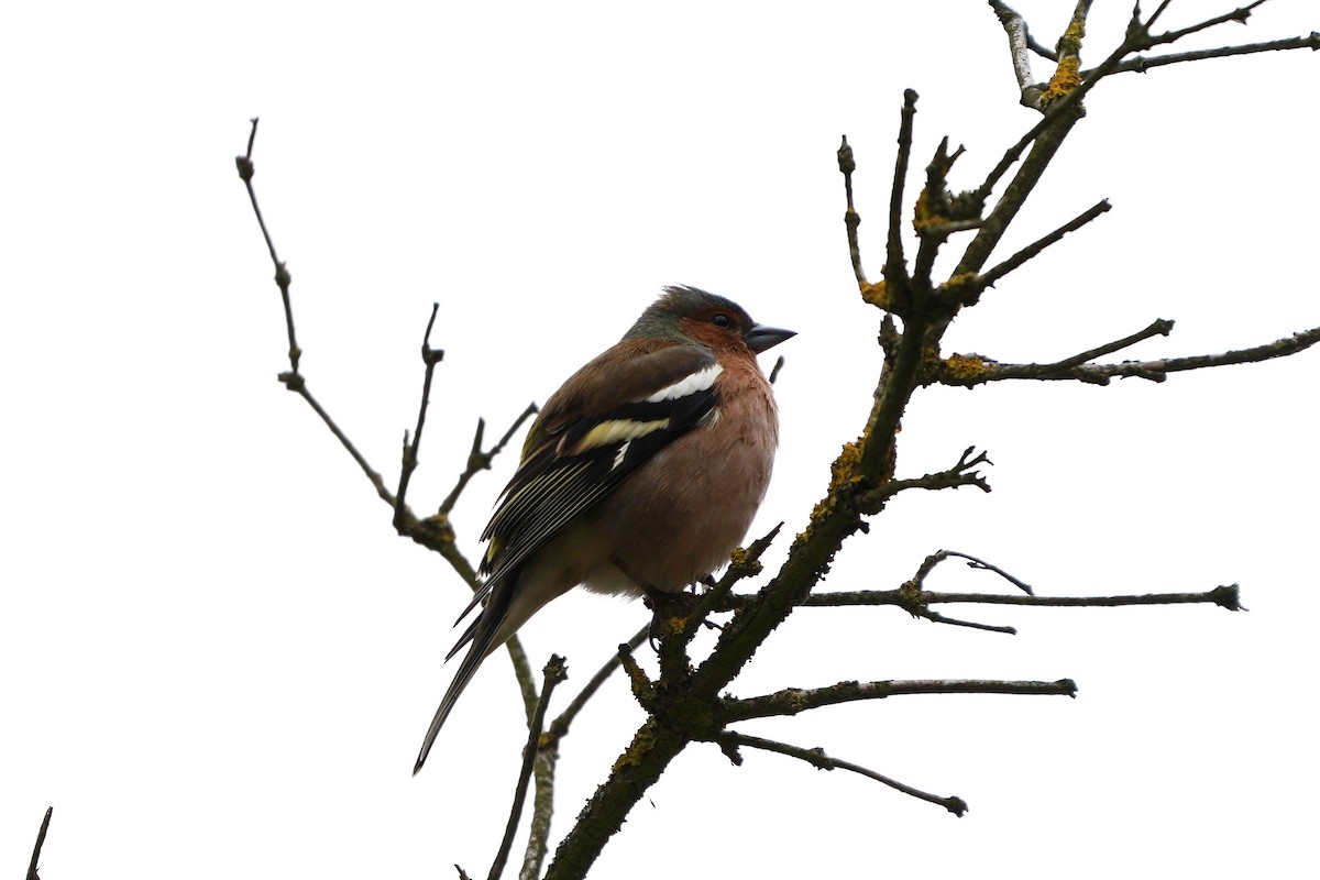 Common Chaffinch - ML617431265