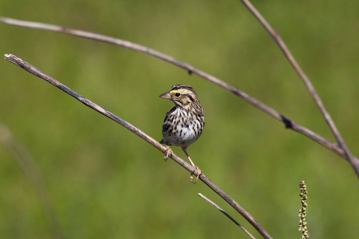 Savannah Sparrow - ML617431269