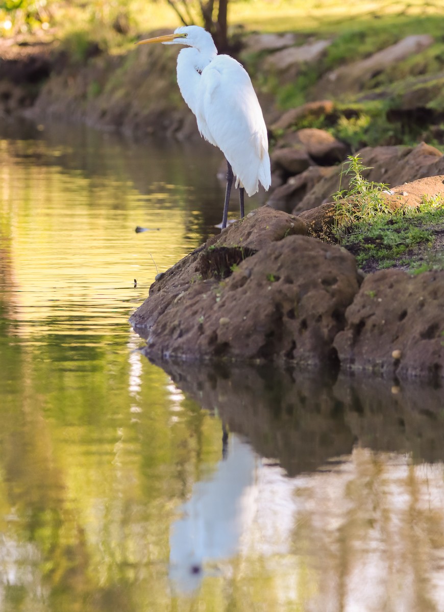 Great Egret - Andrew Thomas 🦅🪶