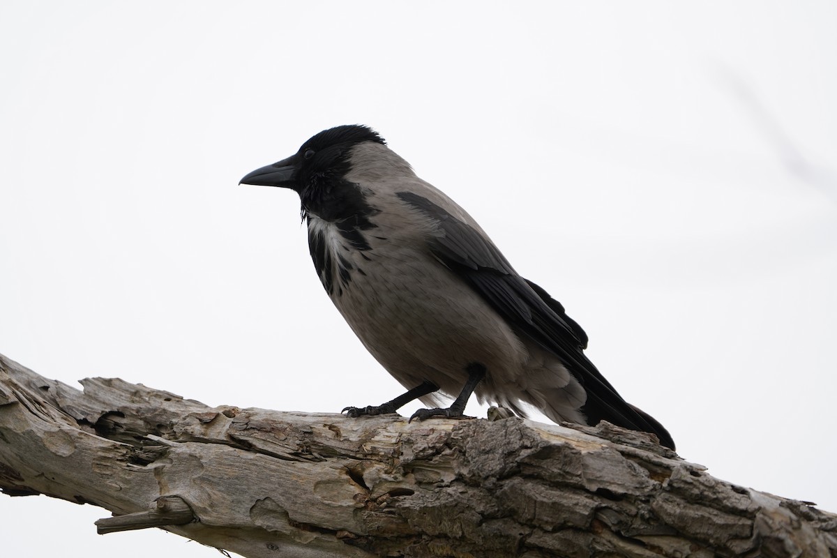 Hooded Crow - ML617431288