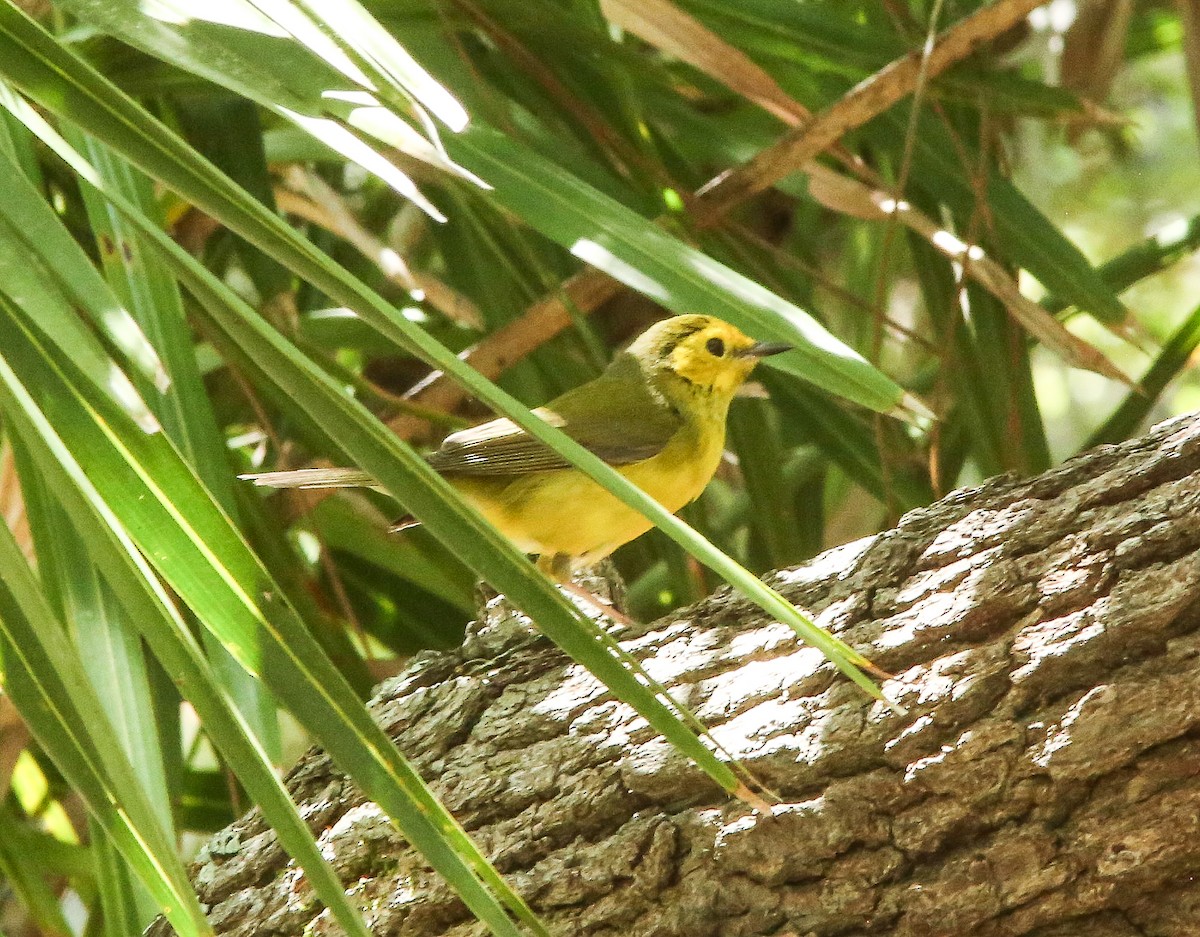 Hooded Warbler - Brad Bergstrom