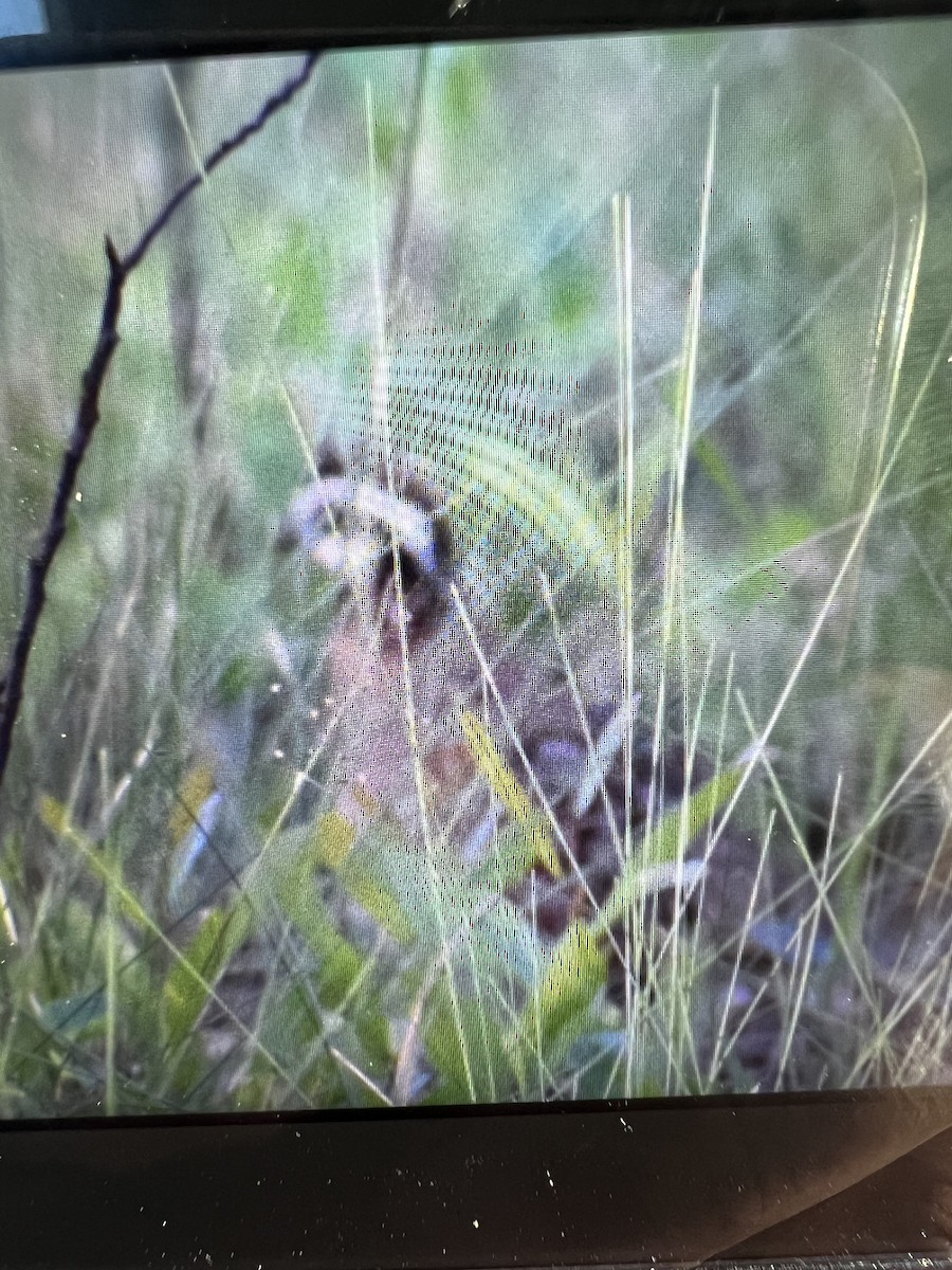 Northern Bobwhite - ML617431315