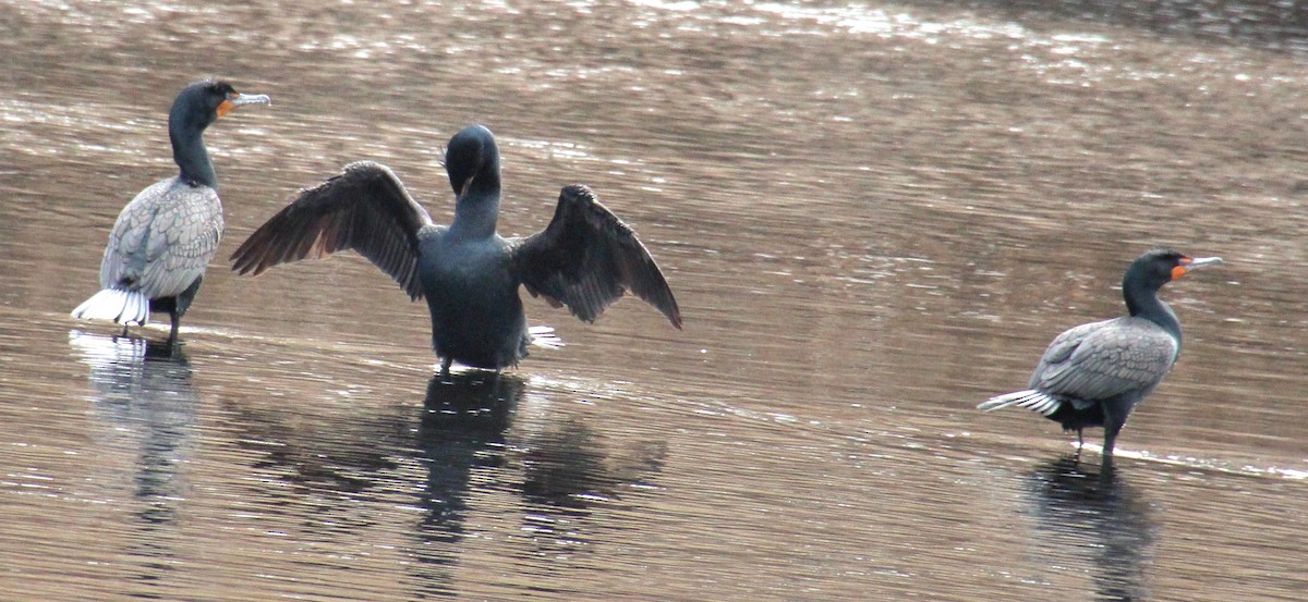 Double-crested Cormorant - ML617431349