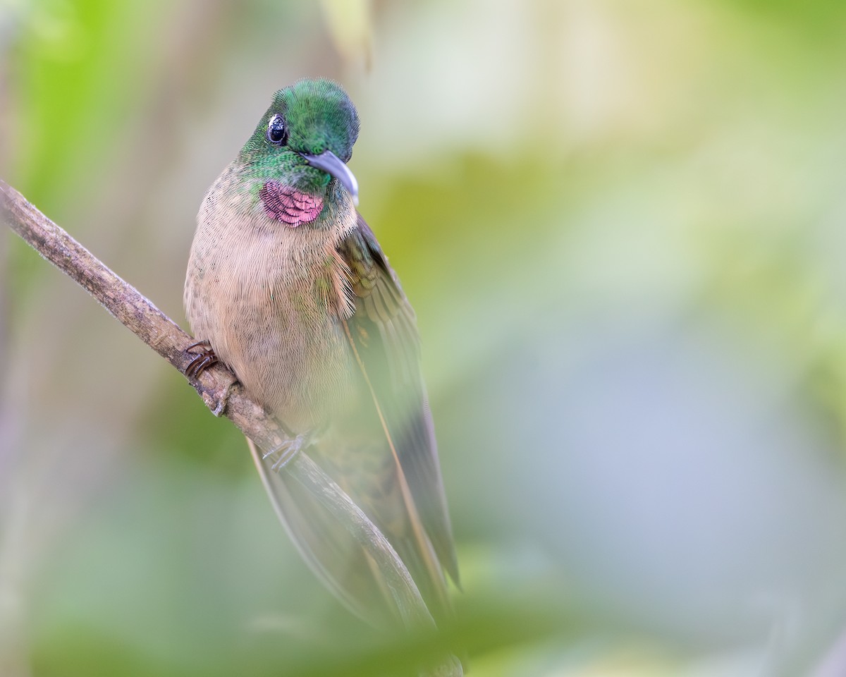 Fawn-breasted Brilliant - Brennan Stokkermans