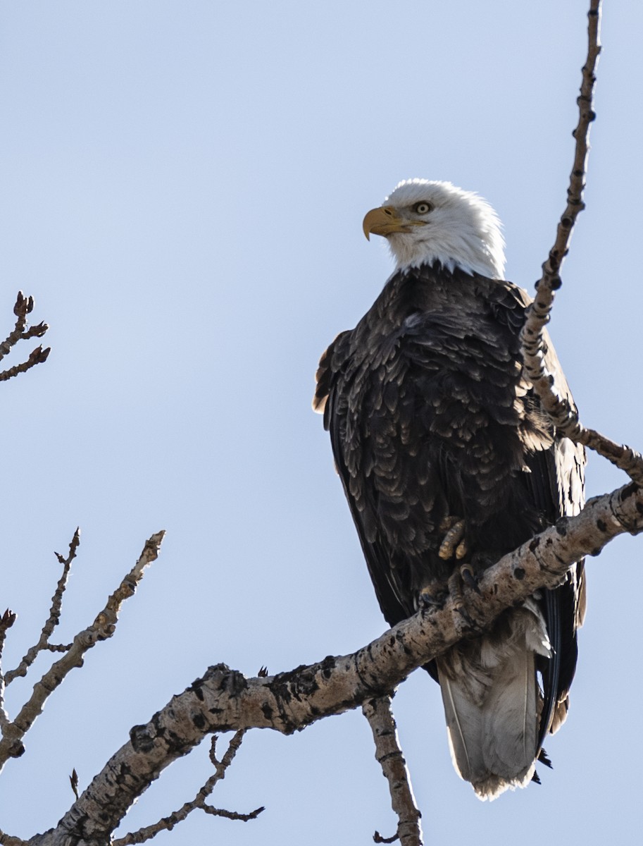 Bald Eagle - ML617431353