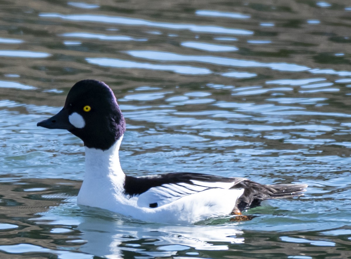 Common Goldeneye - ML617431355