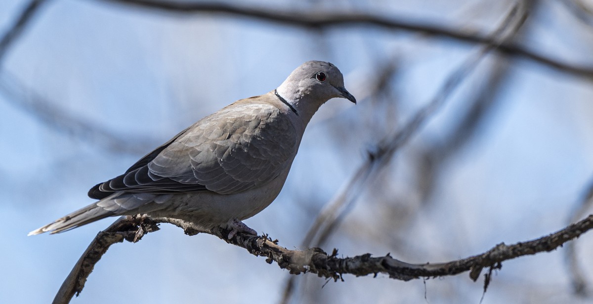 Eurasian Collared-Dove - ML617431360