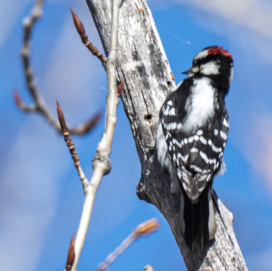 Downy Woodpecker - ML617431370