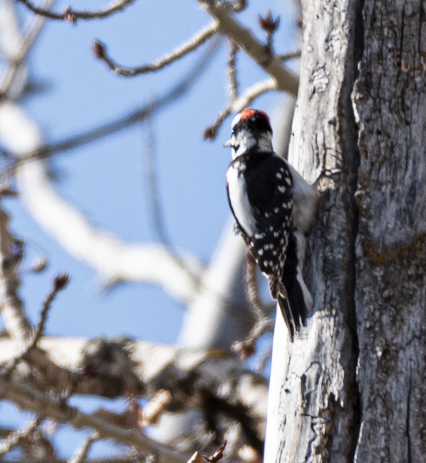 Hairy Woodpecker - ML617431372