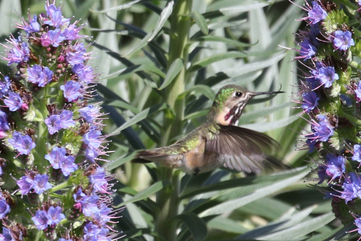Calliope Hummingbird - margeNdon thornton