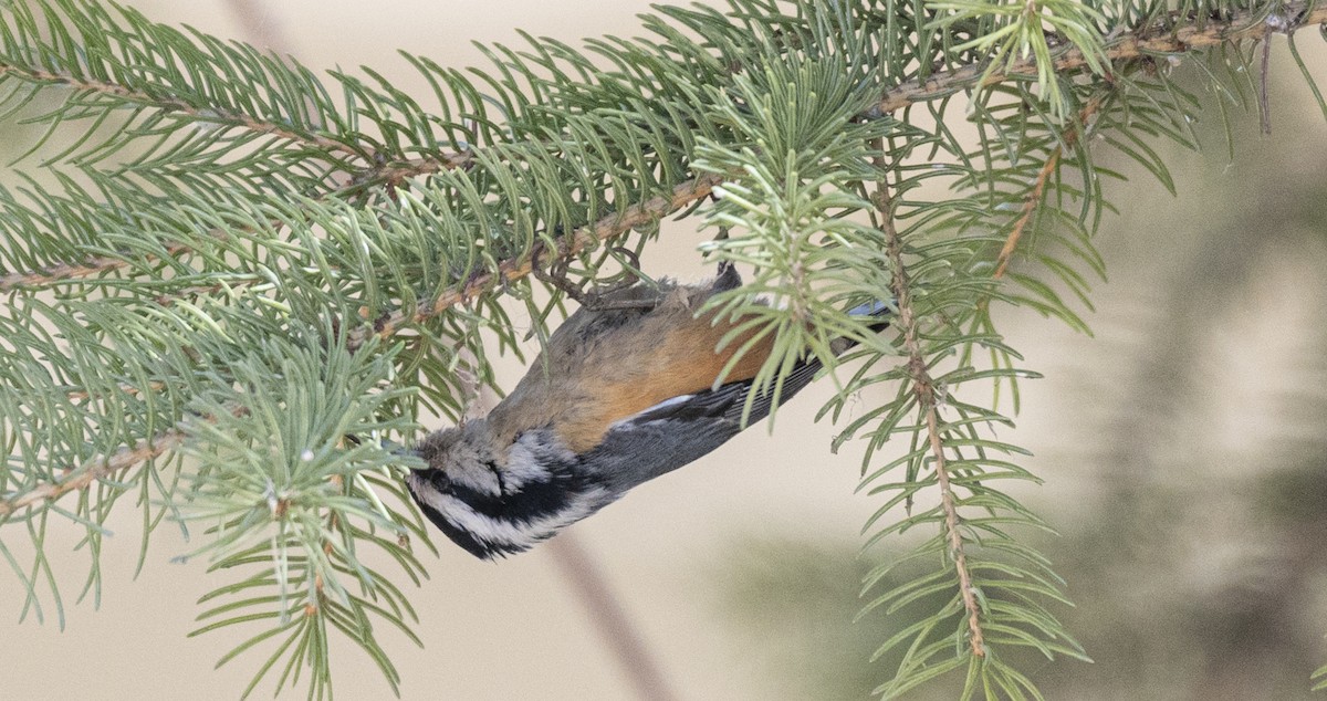 Red-breasted Nuthatch - ML617431385