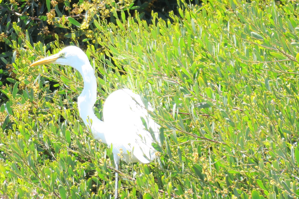 Great Egret - ML617431420