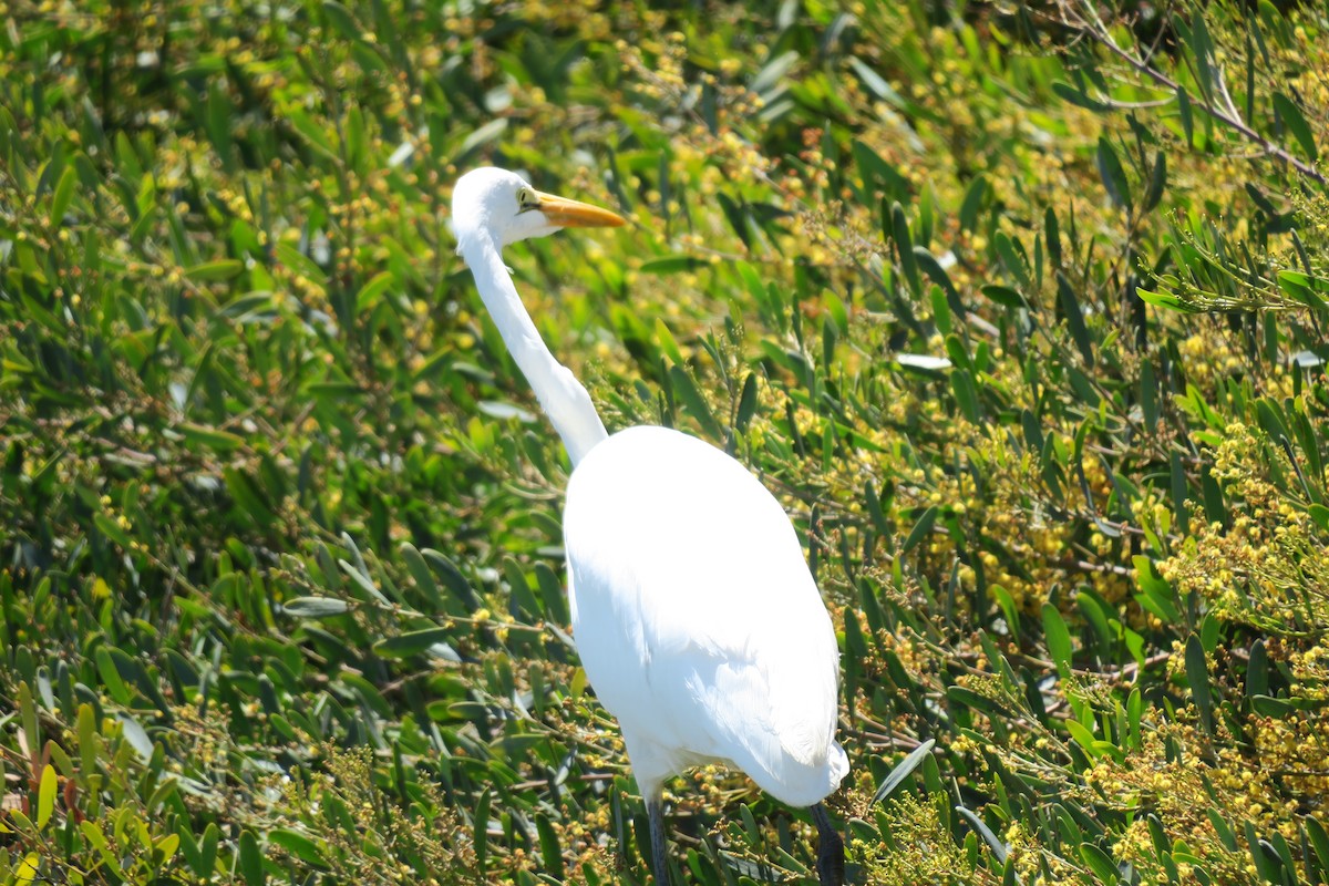 Great Egret - ML617431421