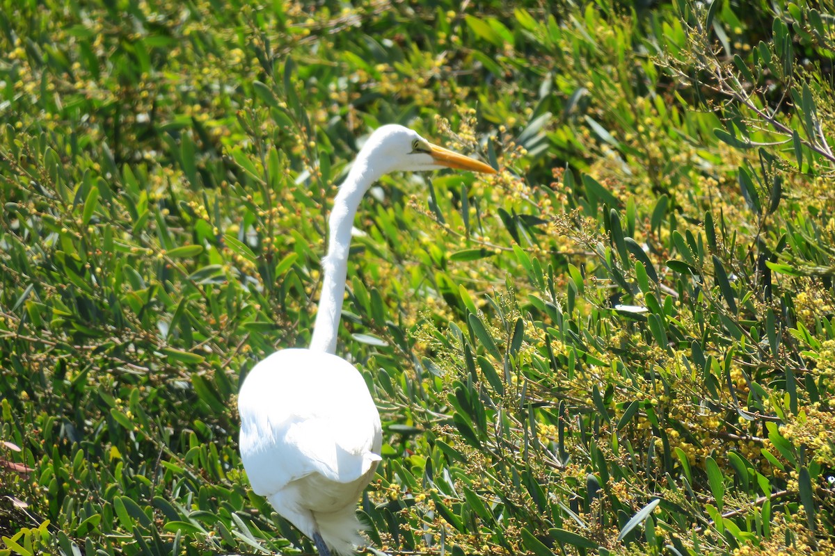 Great Egret - ML617431422