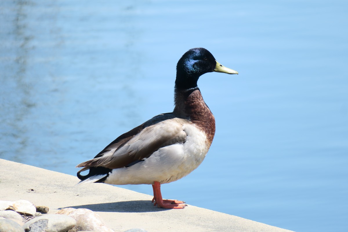 Mallard - ML617431438