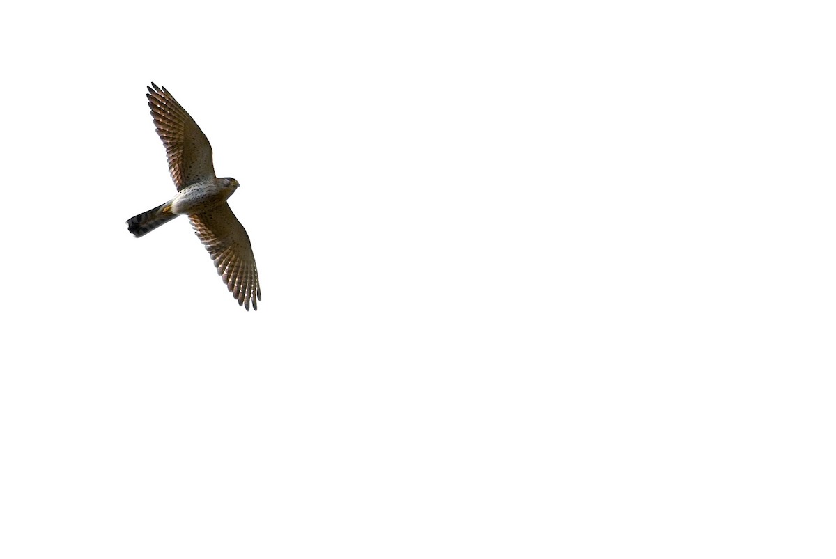 Malagasy Kestrel - ML617431440