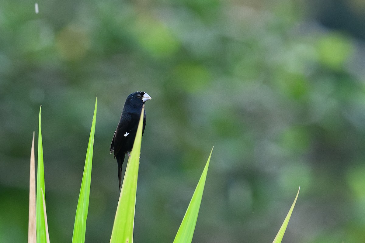 Large-billed Seed-Finch - ML617431460