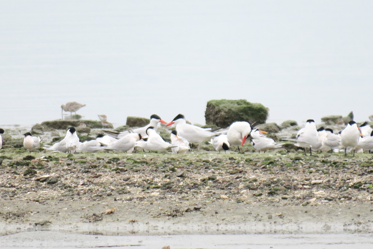 Caspian Tern - ML617431499