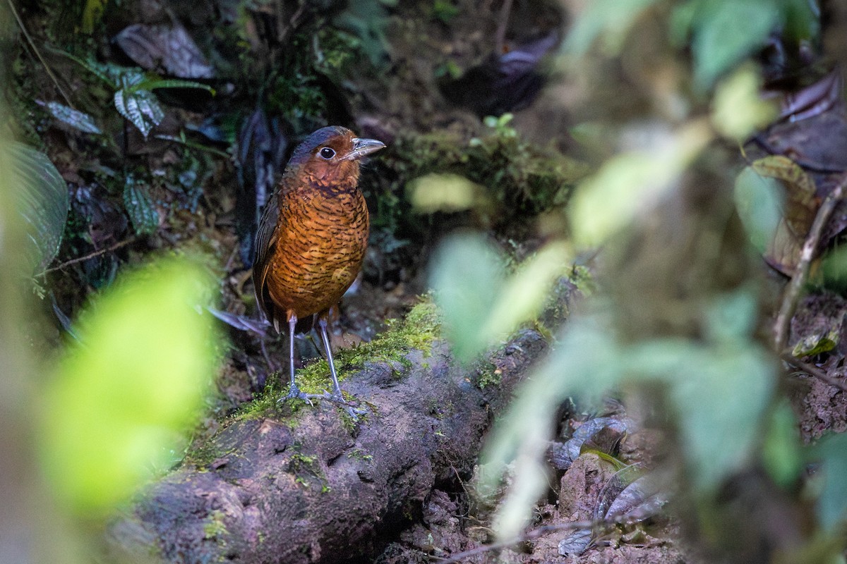 Giant Antpitta - Brennan Stokkermans