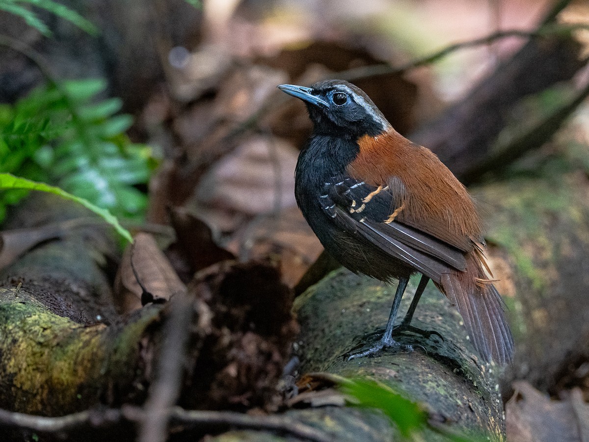 Cordillera Azul Antbird - ML617431562