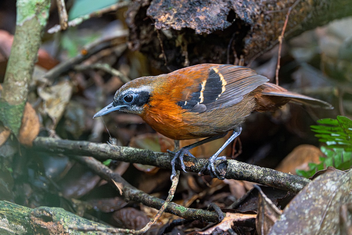 Cordillera Azul Antbird - ML617431563