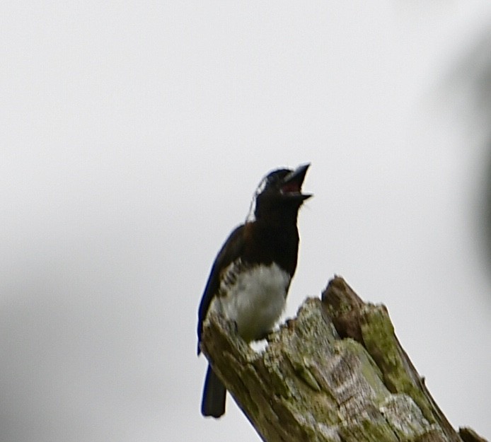 White-eared Barbet - Ron Sassen