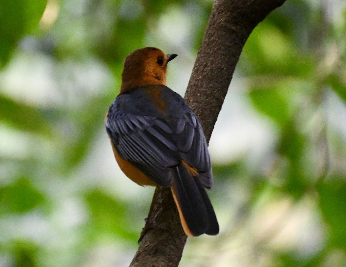 Red-capped Robin-Chat - ML617431596