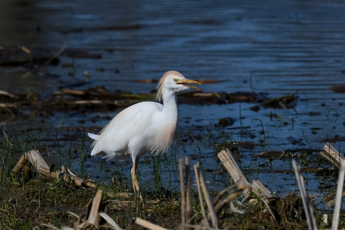 Western Cattle Egret - Maria Loukeris