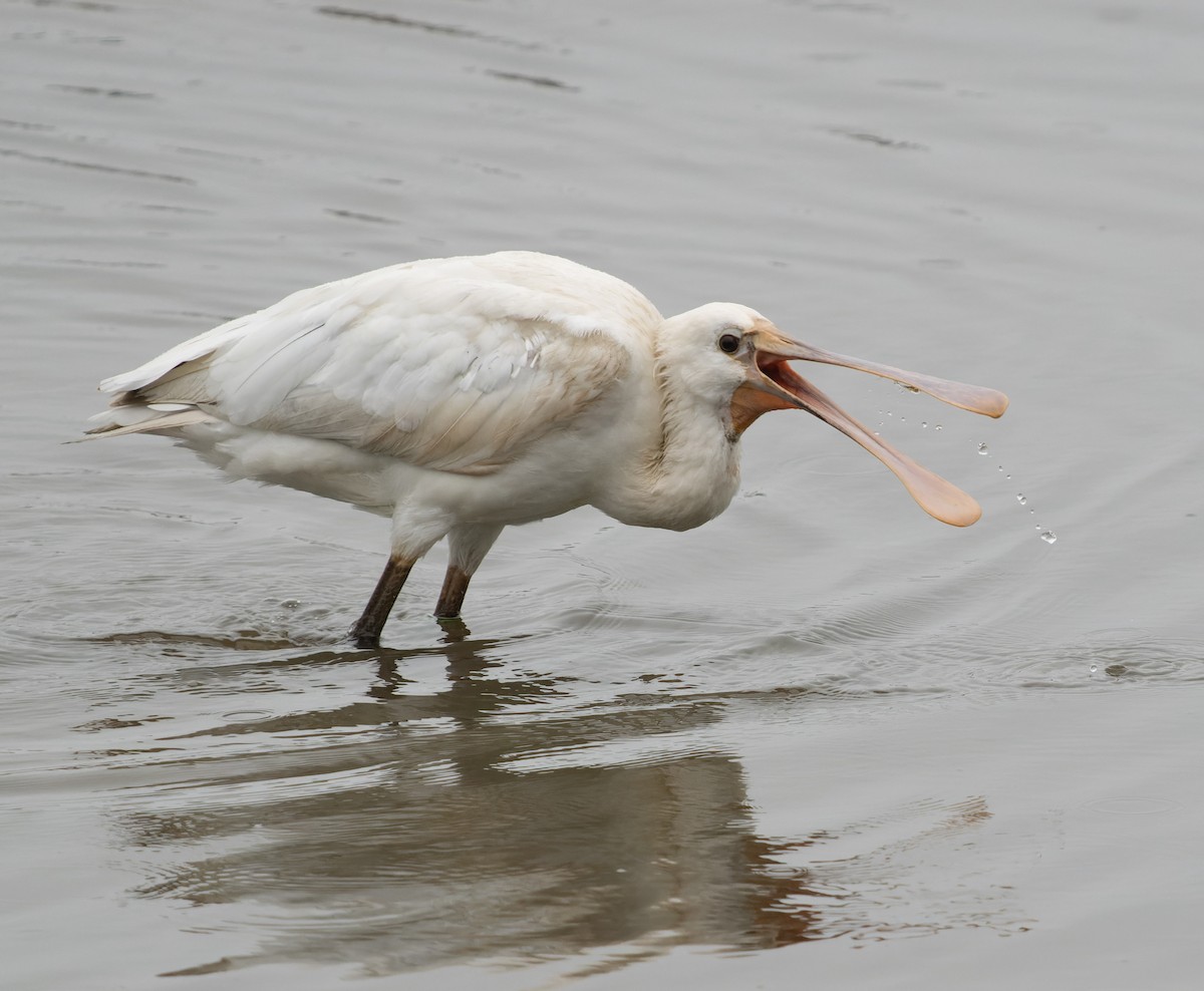 Eurasian Spoonbill - ML617431616