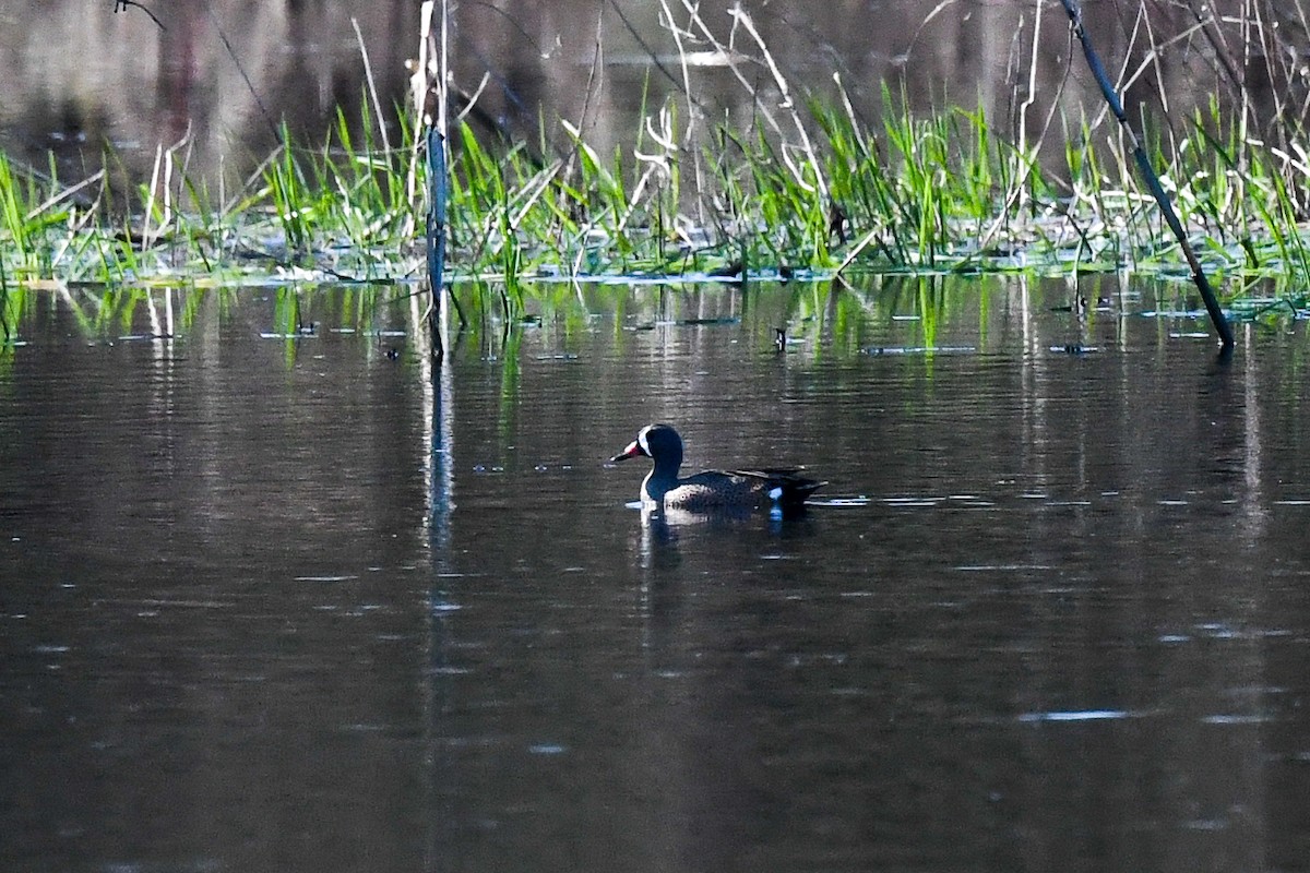 Blue-winged Teal - Maria Loukeris