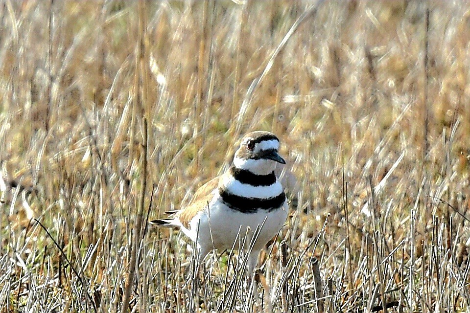 Killdeer - ML617431658