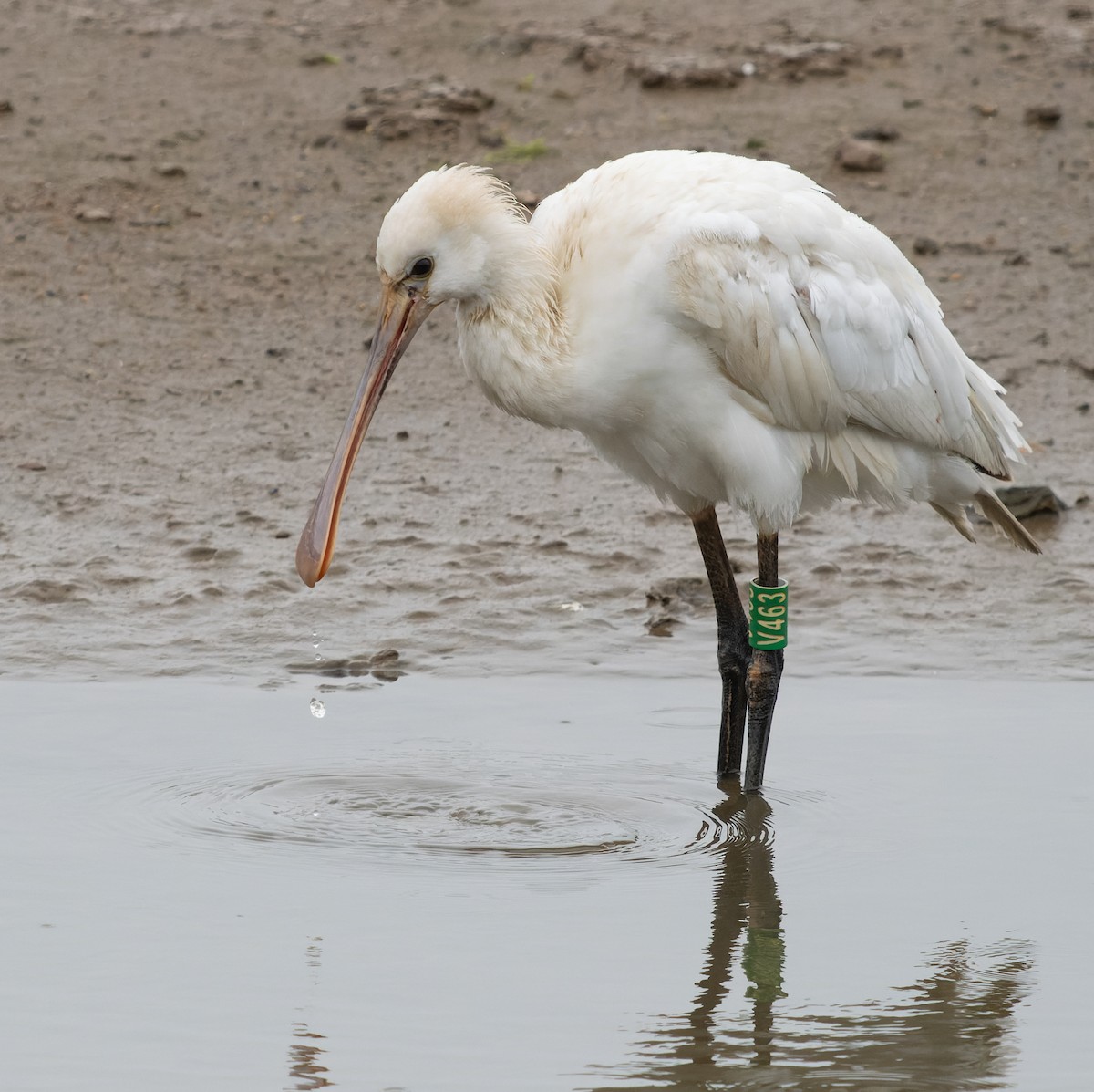 Eurasian Spoonbill - ML617431681