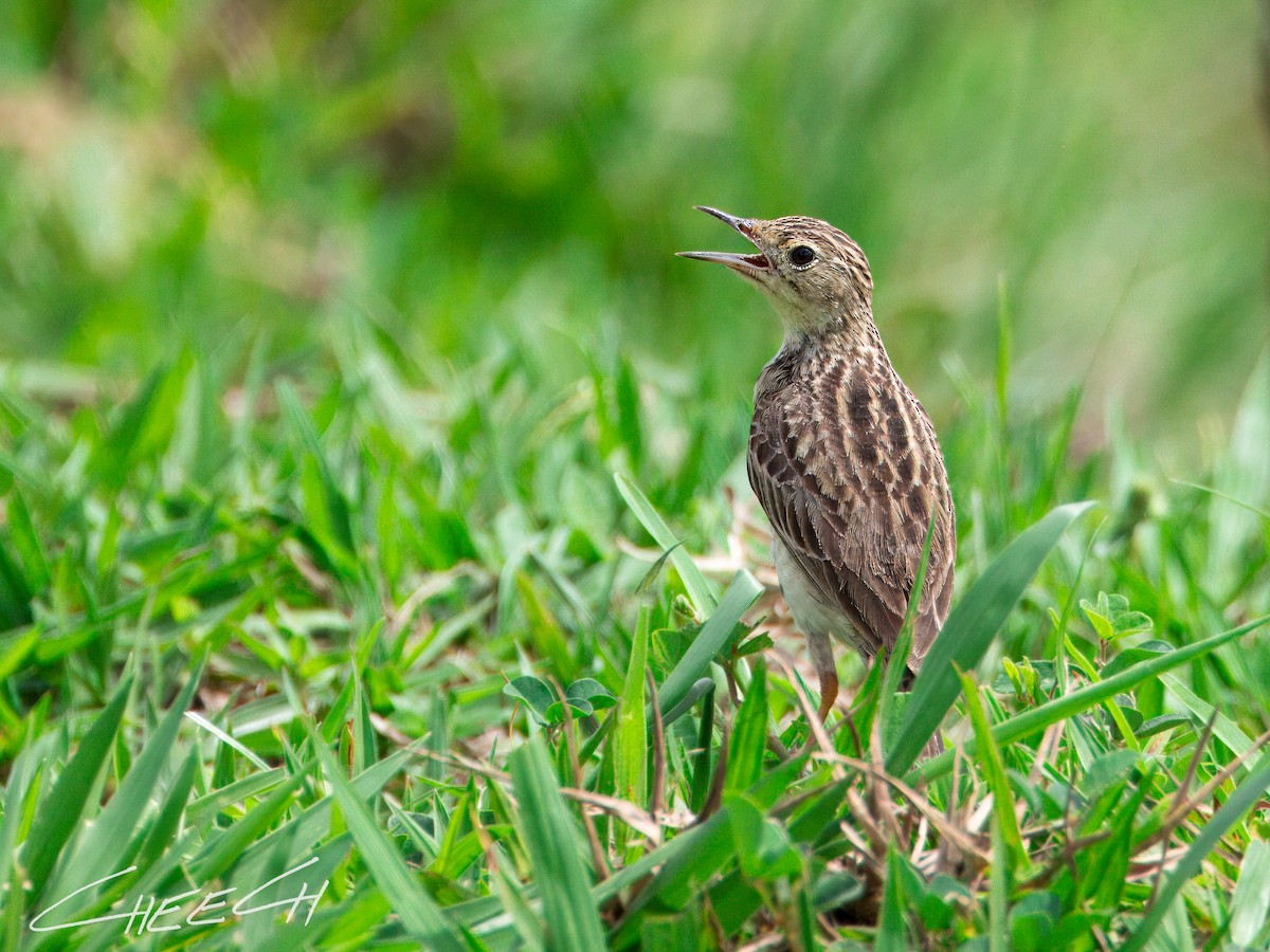 Yellowish Pipit - Cheech Albanese (ignorant birder)