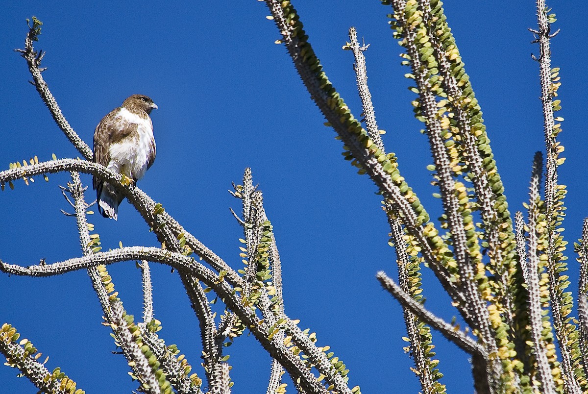 Madagascar Buzzard - Benjamin Marshall