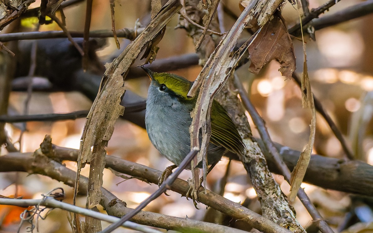 Gray-bellied Tesia - Peter Kennerley