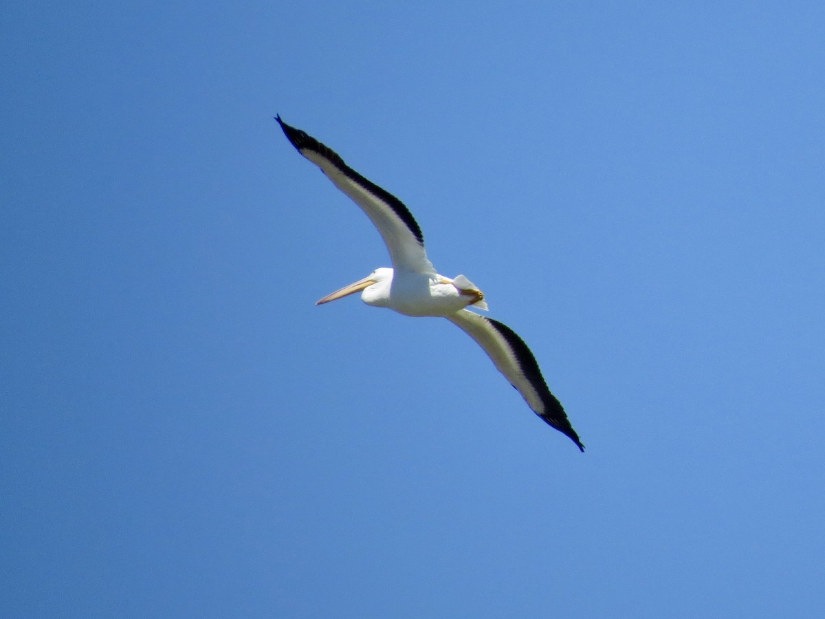 American White Pelican - ML617431715