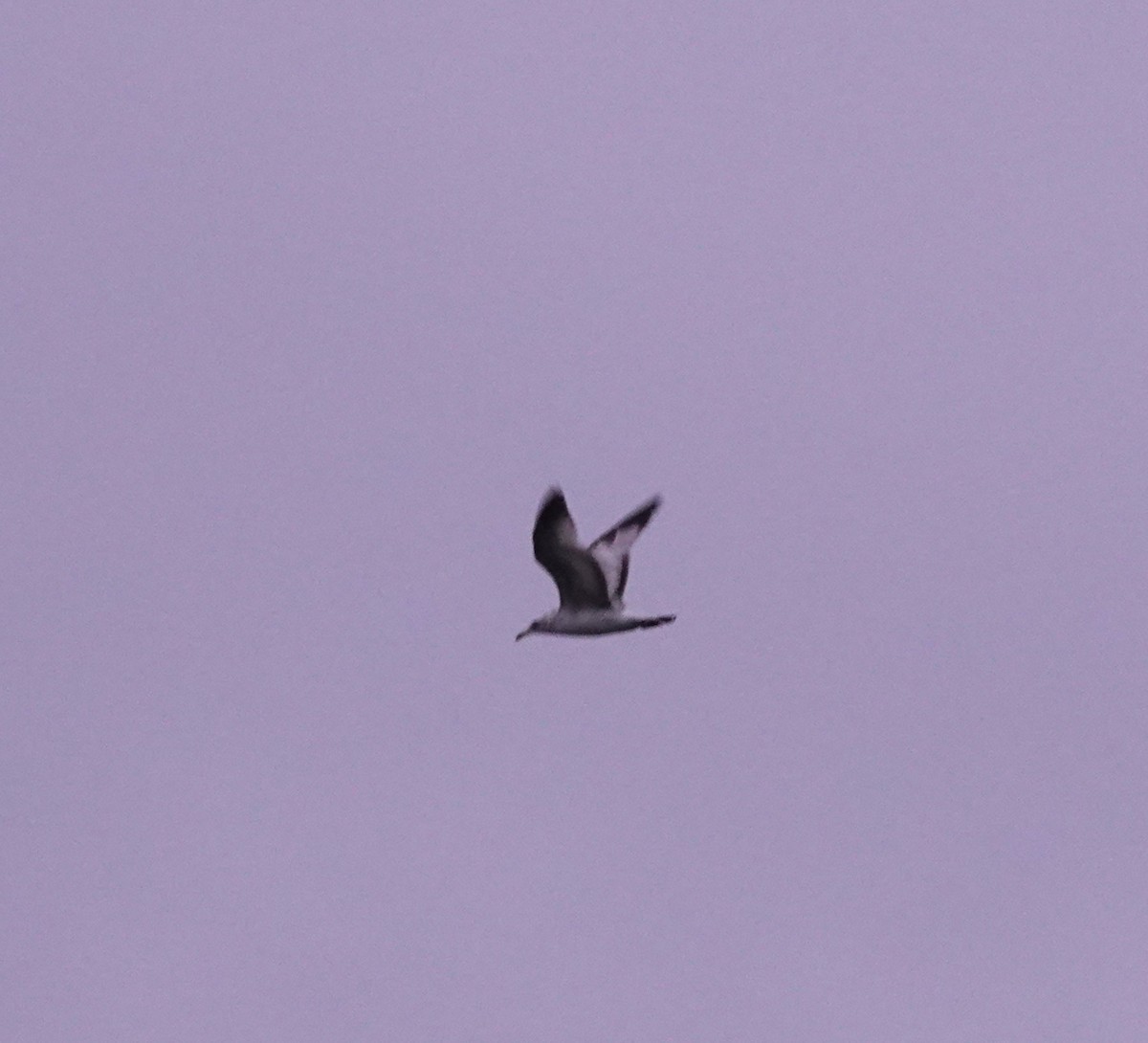 Ring-billed Gull - ML617431719