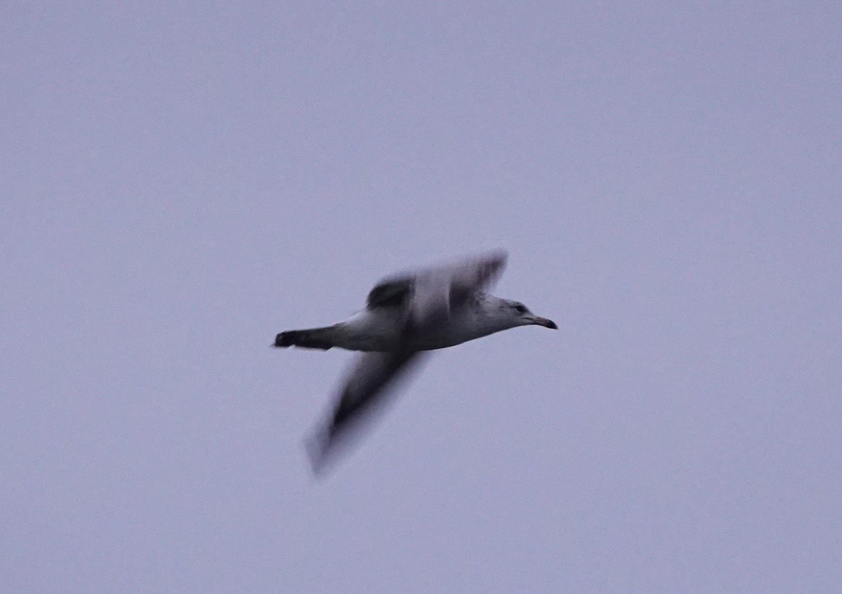 Ring-billed Gull - ML617431720